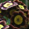 Auricula Indian Love Call - Abriachan Nurseries